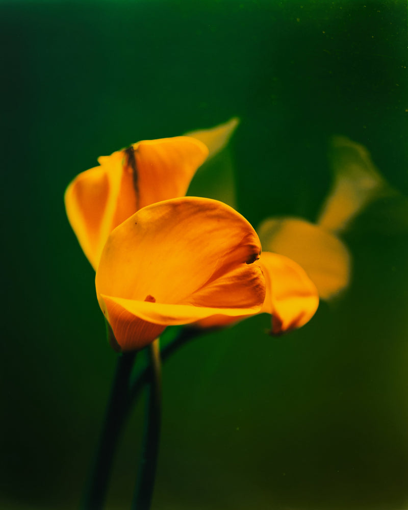 Mono Space - GALLERY HOURS