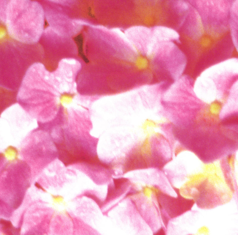 Mono Space - FLORA, Hiroshi Yoshimura